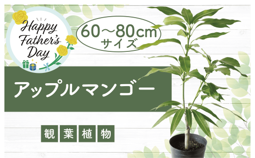 【父の日ギフト】【観葉植物】アップルマンゴー苗木60cm～80cm(アーウィン種)3～4年生苗(前園植物園/025-1362f) 南国鹿児島県で育った 観葉植物！植物 鉢付 インテリア 室内 オフィス おしゃれ プレゼント ギフト マイナスイオン【配送不可地域：北海道・沖縄県・離島】 1979835 - 鹿児島県指宿市