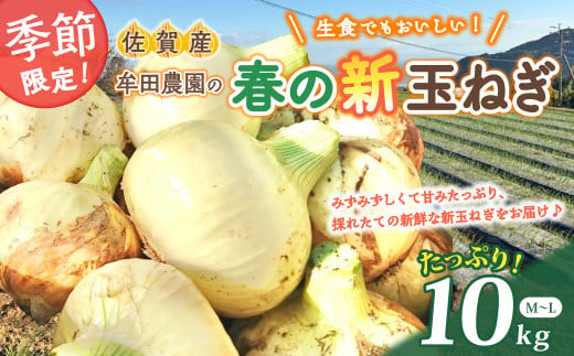 牟田農園の春の新玉ねぎ １０㎏ たまねぎ タマネギ 野菜 新玉ねぎ 玉ねぎ 10kg 玉ねぎ 佐賀県 太良町 NA15