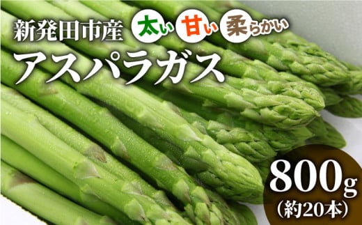 先行予約 アスパラガス 800g 令和7年産 アスパラ 甘い 太い 柔らかい 特産品 野菜 春野菜 夏野菜 JA北新潟 新潟県 新発田産 新発田市 JA001