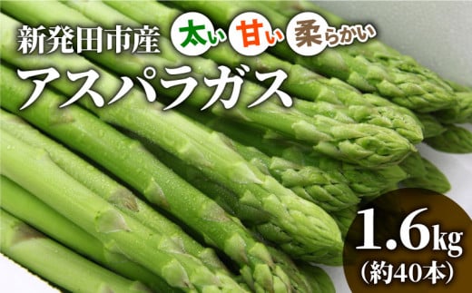 先行予約 アスパラガス 1.6kg 令和7年産 アスパラ 甘い 太い 柔らかい 特産品 野菜 春野菜 夏野菜 JA北新潟 新潟県 新発田産 新発田市 C01_01