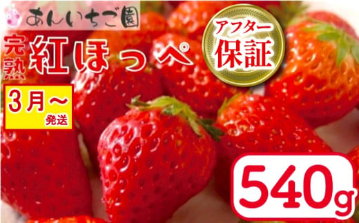 いちご 紅ほっぺ 2パック 540g ( 2025年 3月 発送開始 )  期間限定 人気 果物 フルーツ 新鮮 旬 冬 春 ケーキ ショートケーキ デザート ギフト 贈り物 贈答 イチゴ 苺 ストロベリー 徳島県 吉野川市 あんいちご園