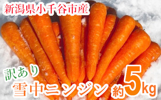 10P478 【訳あり】 雪中にんじん 約5kg K-farm にんじん 人参 野菜 新潟県産 規格外品 訳アリ ワケアリ 産地直送 新潟県 小千谷市