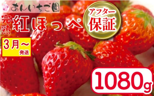 いちご 紅ほっぺ 4パック 1080g  ( 2025年 3月 発送開始 ) 期間限定 人気 果物 フルーツ 新鮮 旬 冬 春 ケーキ ショートケーキ デザート ギフト 贈り物 贈答 イチゴ 苺 ストロベリー 徳島県 吉野川市 あんいちご園