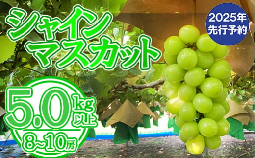 【数量限定】【2025年発送分 先行予約】シャインマスカット（５ｋｇ以上・８～１０房）　シャイン マスカット ぶどう ブドウ 葡萄 フルーツ 果物 くだもの 山梨 やまなし 富士川町