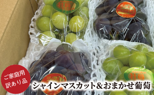 KF-B021【きよとうファーム】訳あり シャインマスカット＆おまかせ葡萄 /計約2.4kg (岡山県産) 1065273 - 岡山県真庭市