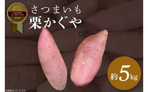 さつまいも 栗かぐや 約5kg｜茨城県 行方市 ふるさと納税 芋 いも さつまいも サツマイモ さつま芋 お芋 おいも 栗かぐや 5kg 10000円 1万円 渋谷農園 さつまいも博(BZ-50) 1983661 - 茨城県行方市