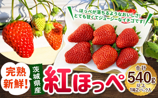 紅ほっぺ 1箱 2パック（合計540g以上） ※2025年1月上旬～4月下旬頃に順次発送 | いちご 苺 フルーツ 果物 くだもの 果実 完熟 冷蔵 守谷市産 茨城県 守谷市 1983507 - 茨城県守谷市