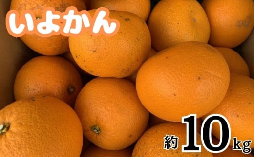 愛媛県松山市産 訳あり いよかん 約10kg