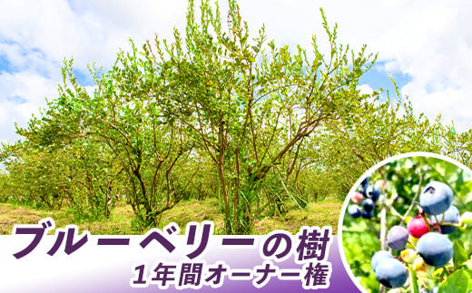 2855 鹿児島県鹿屋市 ブルーベリーの樹1年間オーナー権(50本限定) [ブルーベリー オーナー権 体験 鹿児島]