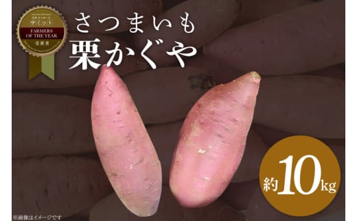 さつまいも 栗かぐや 約10kg｜茨城県 行方市 ふるさと納税 芋 いも さつまいも サツマイモ さつま芋 お芋 おいも 栗かぐや 10kg 20000円以下 2万円以下 渋谷農園 さつまいも博(BZ-51) 1983660 - 茨城県行方市