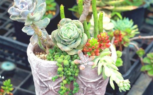 多種多様の花の苗や多肉植物の中から、きっとお気に入りのものが見つかります。