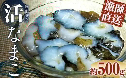 活なまこ 約500g (3～5本) ※生食可 【琉宝丸】 漁師直送 なまこ ナマコ 海鼠 魚介 青森 青森県 東北 陸奥湾 むつ湾 F21J-241