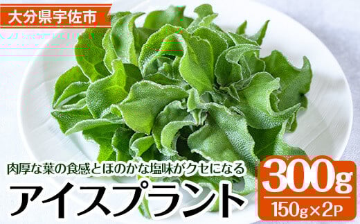 [先行予約受付中!2025年12月中旬以降順次発送予定]アイスプラント(計約300g・150g×2パック)野菜 葉物野菜 葉野菜[114800101][公益社団法人 あじむ農業公社]