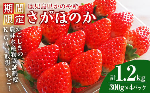 2888 【期間限定】K-GAP取得 鹿児島県かのや産いちご さがほのか(300g×4パック）【いちご イチゴ 苺 さがほのか 国産 果物 フルーツ 冷蔵】 1985623 - 鹿児島県鹿屋市