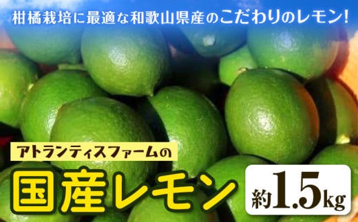 国産レモン 約1.5kg アトランティスファーム《11月上旬-3月中旬頃出荷》和歌山県 紀の川市 フルーツ 果物 柑橘