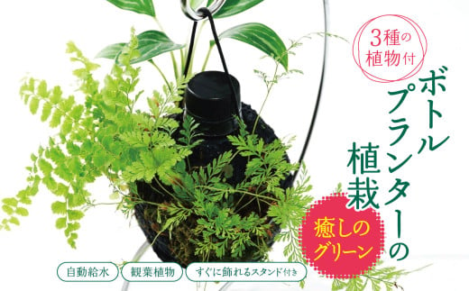 ★ 期間限定 ★【 球体 ボトルプランター 】～ 癒しのグリーン ～ ≪ 3種の観葉植物 ≫ 植栽済み 自動給水装置 ＼すぐに飾れるスタンド付き ! ／ ピクタ | 特許 自動給水 給水機能 プランター 観葉植物 植物 プランター グリーン 癒し 鑑賞  テラリウム シダ おまかせ 千葉県 君津市 きみつ 1986619 - 千葉県君津市