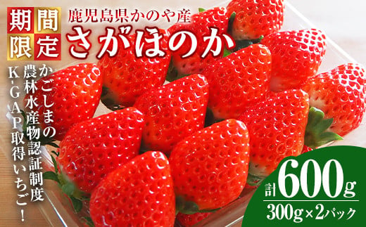 2887 【期間限定】K-GAP取得 鹿児島県かのや産いちご さがほのか(300g×2パック）【いちご イチゴ 苺 さがほのか 国産 果物 フルーツ 冷蔵】 1985622 - 鹿児島県鹿屋市