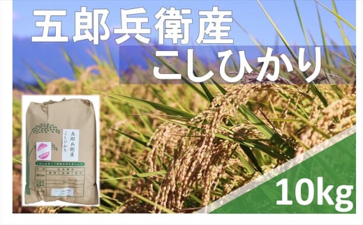 【令和6年産】長野県浅科五郎兵衛産　こしひかり・白米10kg　（北海道・沖縄・離島は配送不可）【米 コメ 白米 精米 お米 こめ おこめ 備蓄品 仕送り おすそ分け 備蓄米 コシヒカリ こしひかり 長野県 佐久市 】