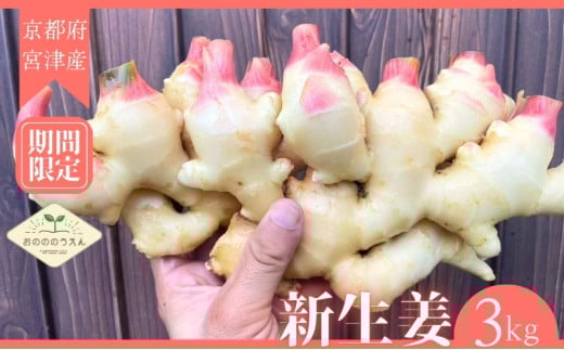 【2025年発送分予約】京都府産　新生姜 3kg 栽培期間中 農薬 化学肥料 除草剤不使用 生姜 しょうが 酢漬け 薬味 野菜 紅茶 ガリ チューハイ 健康 国産 おつまみ[№5716-0632] 1295563 - 京都府宮津市