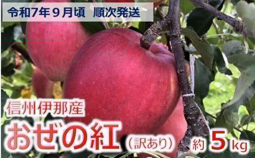 【010-47】令和7年9月ごろ発送　信州のりんご　おぜの紅　訳あり家庭用　約5キロ 929312 - 長野県伊那市