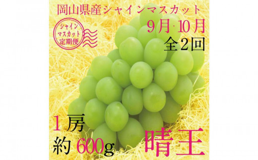 [HS]【定期便 全2回】ぶどう 2025年 先行予約 9月・10月発送 シャイン マスカット 晴王 1房 約600g ブドウ 葡萄  岡山県産 国産 フルーツ 果物 ギフト 1983775 - 岡山県岡山市