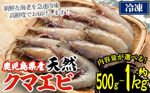 [内容量が選べる!]鹿児島県阿久根産!天然クマエビ(約500g〜1kg) 国産 九州産 鹿児島産 魚介 海老 エビ 海鮮 天然[濱崎魚類]