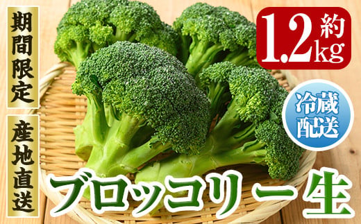 i1055 いずみ産 竹ん子山のブロッコリー (約1.2kg) ブロッコリー 野菜 国産 生野菜 産地直送 鹿児島 出水 [イーサイドライン]