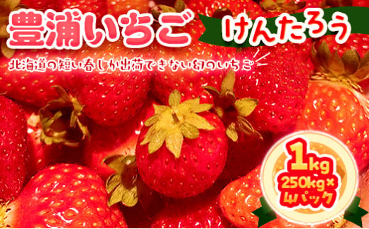 【2025.5月以降順次出荷】豊浦いちご　250ｇ×4パック【 ふるさと納税 人気 おすすめ ランキング 果物 いちごイチゴ 苺 大玉 大粒 けんたろう おいしい 美味しい 農園直送 採れたて 新鮮 産直 苺 ストロベリー 北海道 豊浦町 送料無料 】 TYUAH001