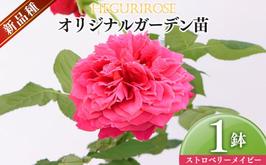 オリジナルガーデン苗（ストロベリーメイビー） | ローズ フラワー 花 新鮮 高品質 綺麗 平群のバラ 苗 四季咲き 平群ローズ 奈良県 平群町 2007765 - 奈良県平群町