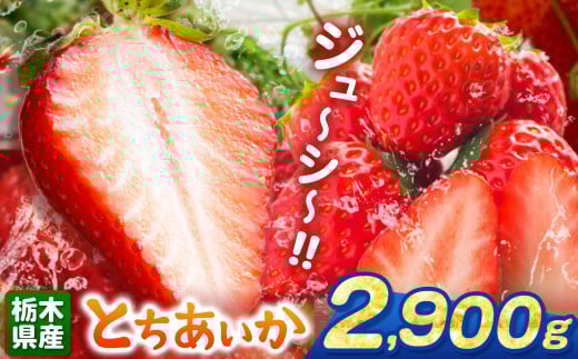 とちあいか 2900g | 果物 くだもの フルーツ 野菜 やさい ヤサイ 苺 イチゴ いちご とちあいか 新鮮 甘い 数量 限定 美味しい 果物 共通返礼品 フルーツ デザート 栃木県 那珂川町 送料無料