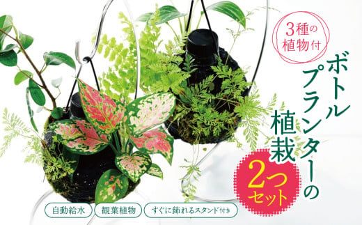 ★ 期間限定 ★【 球体 ボトルプランター 】＼ 2つセット ！／ ≪ 3種の観葉植物 ≫ 植栽済み 自動給水装置 すぐに飾れるスタンド付き ピクタ | 特許 自動給水 給水機能 プランター 観葉植物 植物 プランター グリーン 癒し 鑑賞  テラリウム シダ おまかせ 千葉県 君津市 きみつ 1986617 - 千葉県君津市