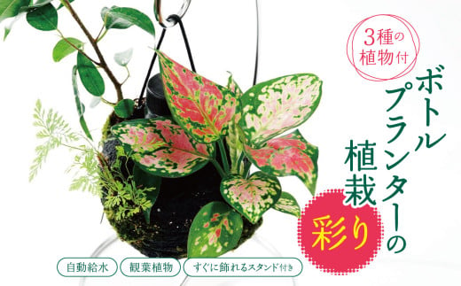 ★ 期間限定 ★【 球体 ボトルプランター 】～ 彩り ～ ≪ 3種の観葉植物 ≫ 植栽済み 自動給水装置 ＼すぐに飾れるスタンド付き ! ／ ピクタ | 特許 自動給水 給水機能 プランター 観葉植物 植物 プランター グリーン 癒し 鑑賞  テラリウム シダ おまかせ 千葉県 君津市 きみつ 1986618 - 千葉県君津市