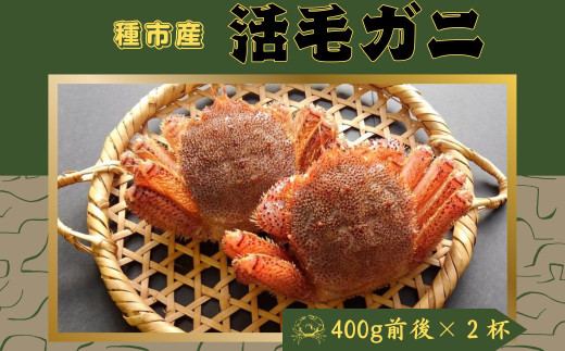 【獲れたてを直送】種市産活毛がに大サイズ（400g前後）×2杯 天然 冷蔵 三陸 蟹 カニ 640714 - 岩手県洋野町 |