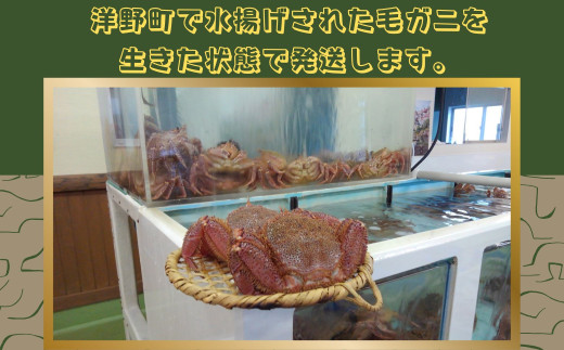 【獲れたてを直送】種市産活毛がに大サイズ（400g前後）×2杯 天然 冷蔵 三陸 蟹 カニ 640714 - 岩手県洋野町 |