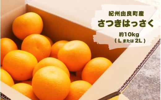 紀州由良町産 さつきはっさく 約10kg(Lまたは2Lサイズ) / 八朔 柑橘 果物 くだもの フルーツ 【sml134】