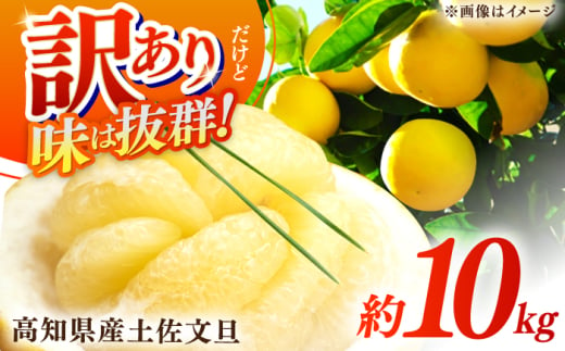 【先行予約】高知県産 訳あり 土佐文旦 約10kg 〈2025年2月〜発送〉 / 傷 シミの訳アリ 大容量 ぶんたん 文旦 訳あり わけあり 果物 【株式会社　四国健商】 [ATAF038]