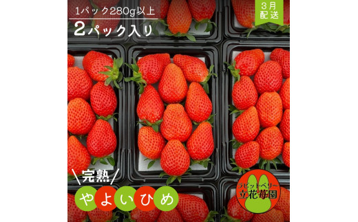 ※3月中発送※【パック×2】立花苺園の完熟やよいひめ 279921 - 千葉県八街市