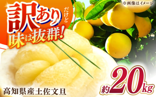 【先行予約】高知県産 訳あり 土佐文旦 約20kg 〈2025年2月〜発送〉 / 傷 シミの訳アリ  大容量 ぶんたん 文旦 訳あり わけあり 果物 【株式会社　四国健商】 [ATAF150]