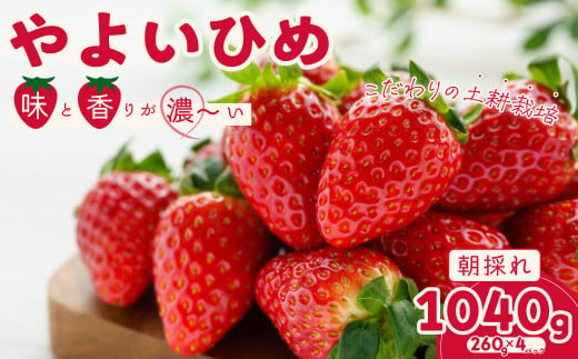 【数量限定】やよいひめ いちご 約260g×４パック | 苺 イチゴ いちご 檜山いちご園 新鮮いちご  大粒 いちご  やよいひめ フルーツ 旬 産地 直送 フレッシュ 新鮮 朝採れ 採れたて  糖度 酸味 バランス 果肉 健康 美容 果物 おやつ デザート  贈り物 食べ比べ 人気 美味しい 甘い 日持ち ベリー ブランド 茨城県 常陸太田市