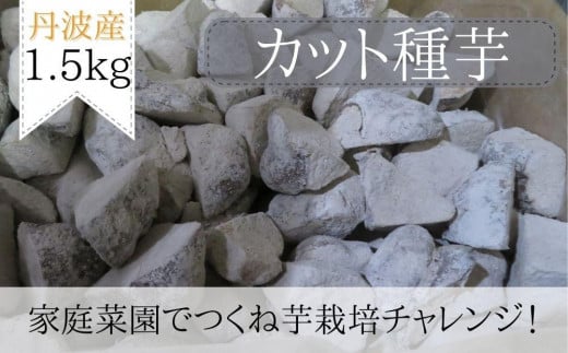 【芋家なか吉】後は植えるだけ カット種芋 1.5kg 丹波山の芋［ 京都 芋 いも イモ 新鮮 野菜 栽培 人気 おすすめ お取り寄せ 通販 ふるさと納税 ］ 1984743 - 京都府京都市