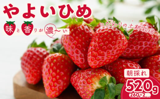 【数量限定】やよいひめ 約260g×2パック 1箱 | 苺 イチゴ いちご 檜山いちご園 新鮮いちご 大粒 いちご やよいひめ フルーツ 旬 産地 直送 フレッシュ 新鮮 朝採れ 採れたて 糖度 酸味 バランス 健康 果物 デザート 贈り物 食べ比べ 人気 美味しい 甘い ベリー ブランド 茨城県 常陸太田市