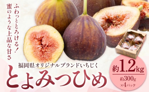 いちじく 無花果 とよみつひめ 約1.2kg 約300g × 4パック 南国フルーツ株式会社《8月上旬-10月末頃出荷》福岡県 鞍手町 福岡県産 いちじく フルーツ 果物 1986120 - 福岡県鞍手町