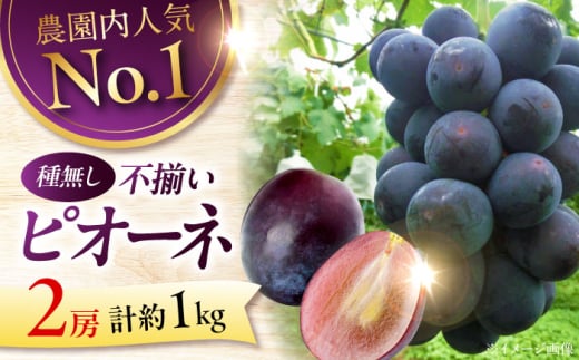 【先行予約】【8月下旬から9月中旬に順次発送】【訳あり】 ピオーネ 1kg（2房） | ぶどう 葡萄 ブドウ フルーツ 果物 くだもの 甘い デザート ランキング おいしい 三次市/芝床農園 [APCK001] 1985746 - 広島県三次市