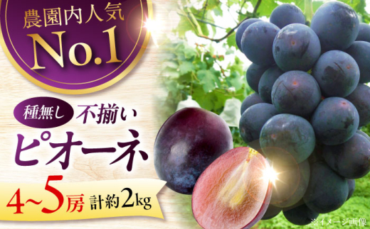 【先行予約】【8月下旬から9月中旬に順次発送】　ピオーネ 2kg（4から5房）　ぶどう 葡萄 フルーツ 果物 くだもの ぶどう ピオーネ 三次市/芝床農園 [APCK002]