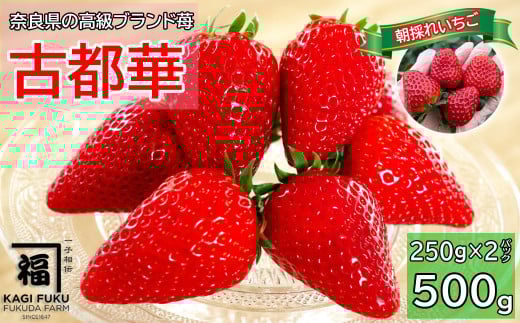M-AH22.[数量限定]サイズおまかせ 古都華2パック
