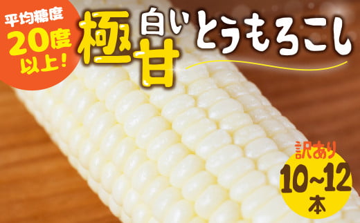 [夏採れお届け] 平均糖度20度以上 白い極甘とうもろこし 10〜12本 鮮度保持袋無し