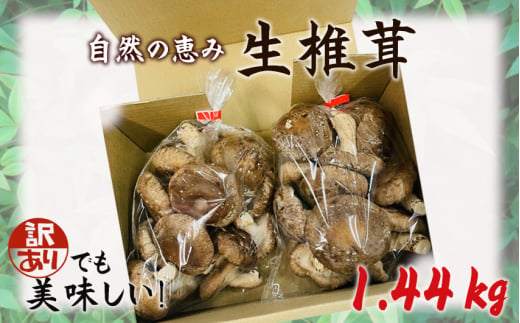 No.468 訳ありでも美味しい！自然の恵み生椎茸1.44kg ／ しいたけ 野菜 煮物 鍋 栄養 埼玉県