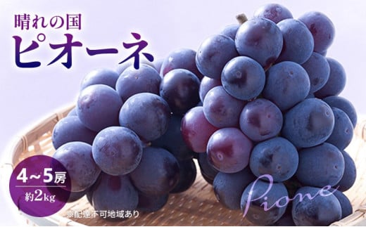 早期受付 ぶどう 晴れの国 ピオーネ 2kg(4〜5房)化粧箱入り 岡山県 高梁市 ブドウ 葡萄 果物 フルーツ