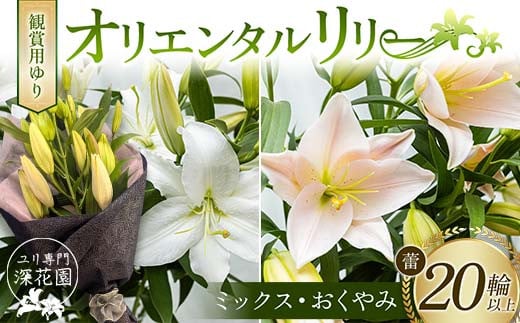 ユリ専門＜深花園＞観賞用ゆり オリエンタルリリー ＜ミックス・おくやみ＞ 蕾20輪以上 F23R-966 1995333 - 福島県白河市