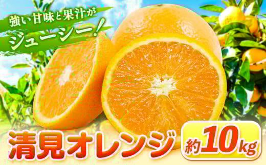 清見オレンジ 10kg ときわオンライン【先行予約】《2026年1月中旬-4月上旬頃出荷》 和歌山県 紀の川市 フルーツ 果物 清見 オレンジ 柑橘 送料無料